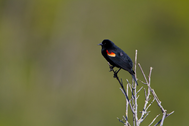 Red-Winged Blackbird